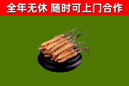 大理州回收冬虫夏草