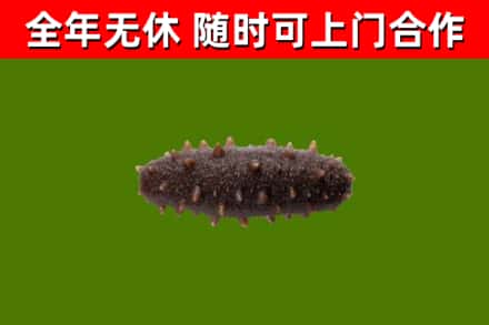 大理州回收海参干